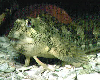 Blenny or Shanny (Lipophrys pholis)